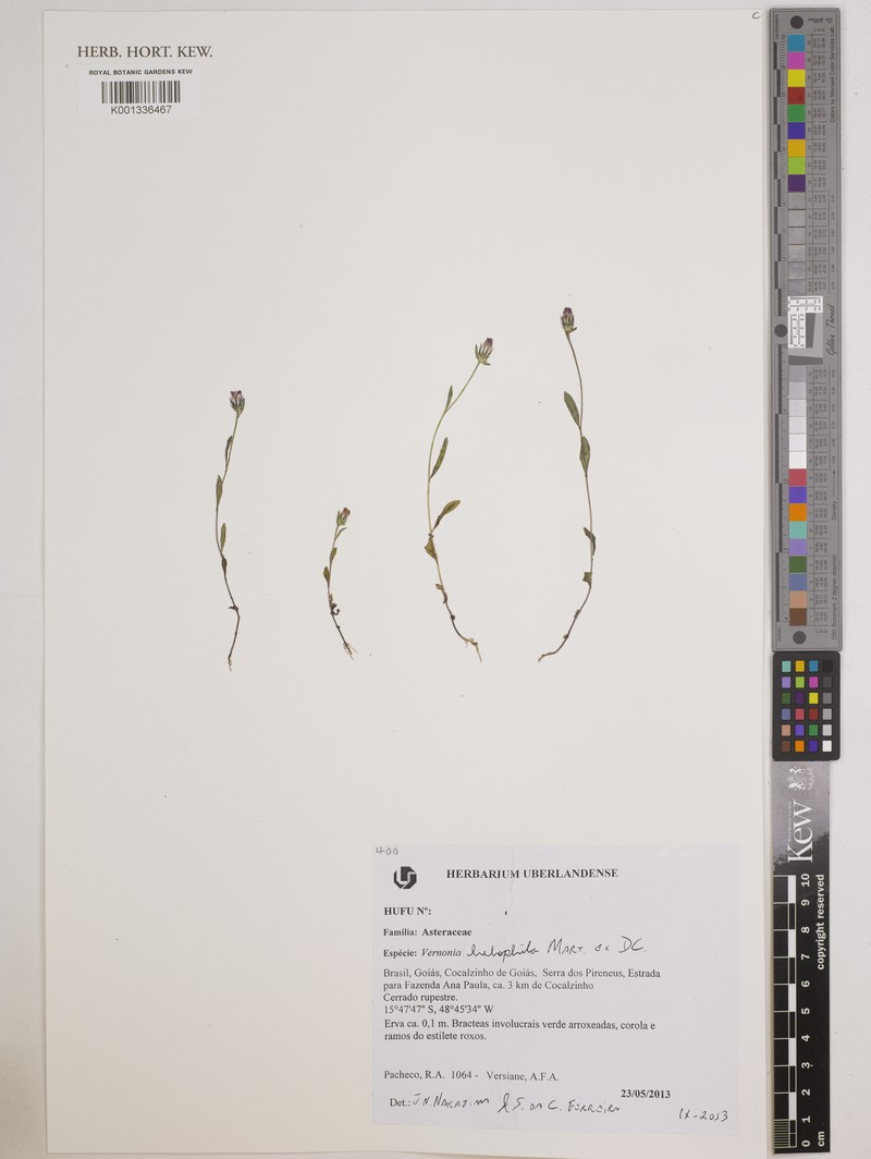 Lepidaploa helophila photo 3