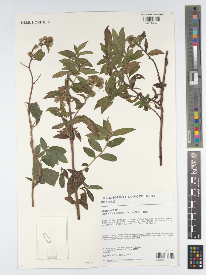 Lepidaploa helophila photo 4