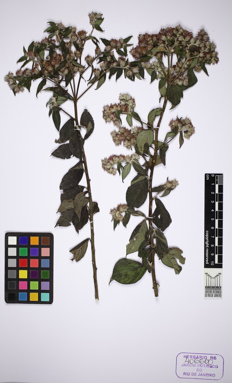Lepidaploa helophila photo 5