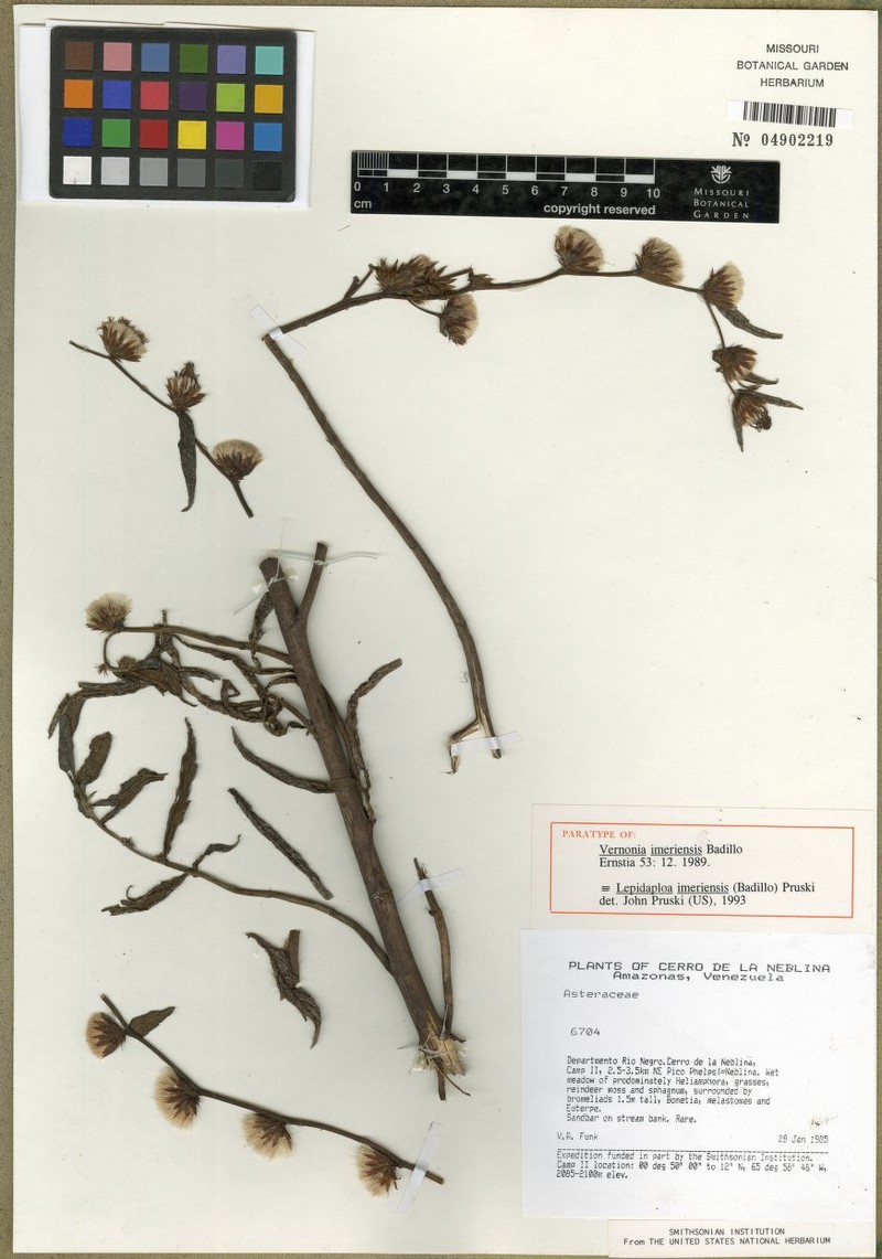 Lepidaploa imeriensis