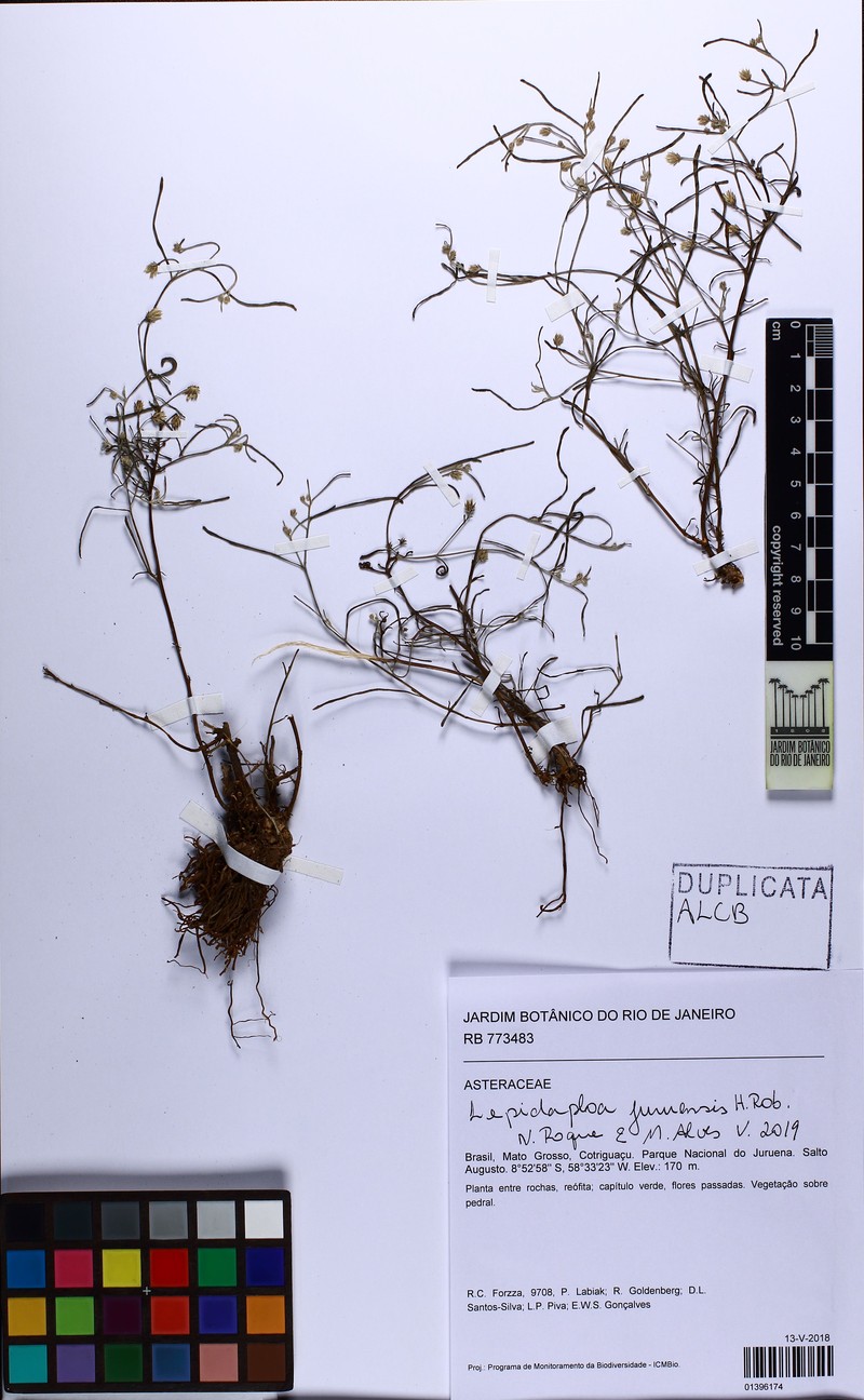 Lepidaploa juruenensis