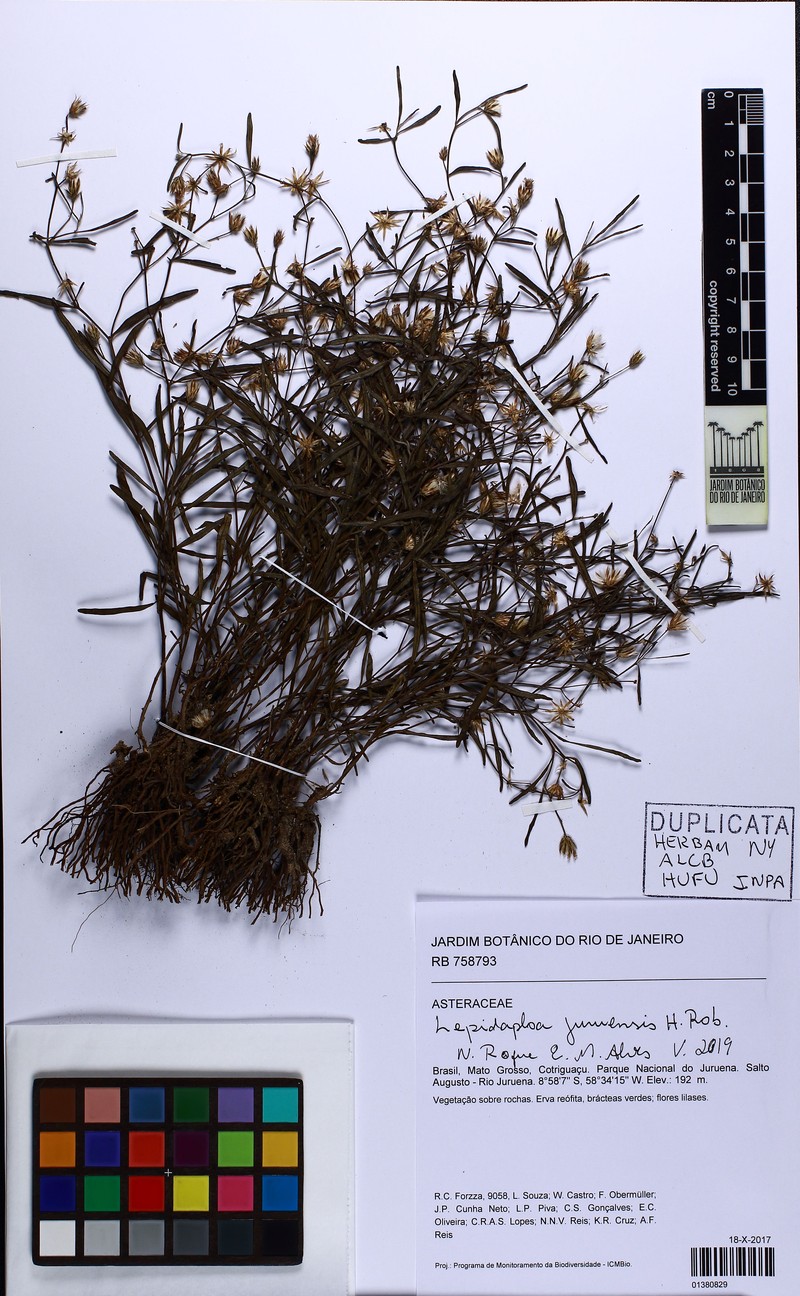 Lepidaploa juruenensis photo 2