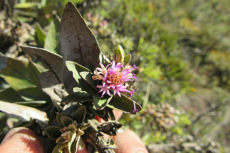 Lepidaploa karstenii photo 2