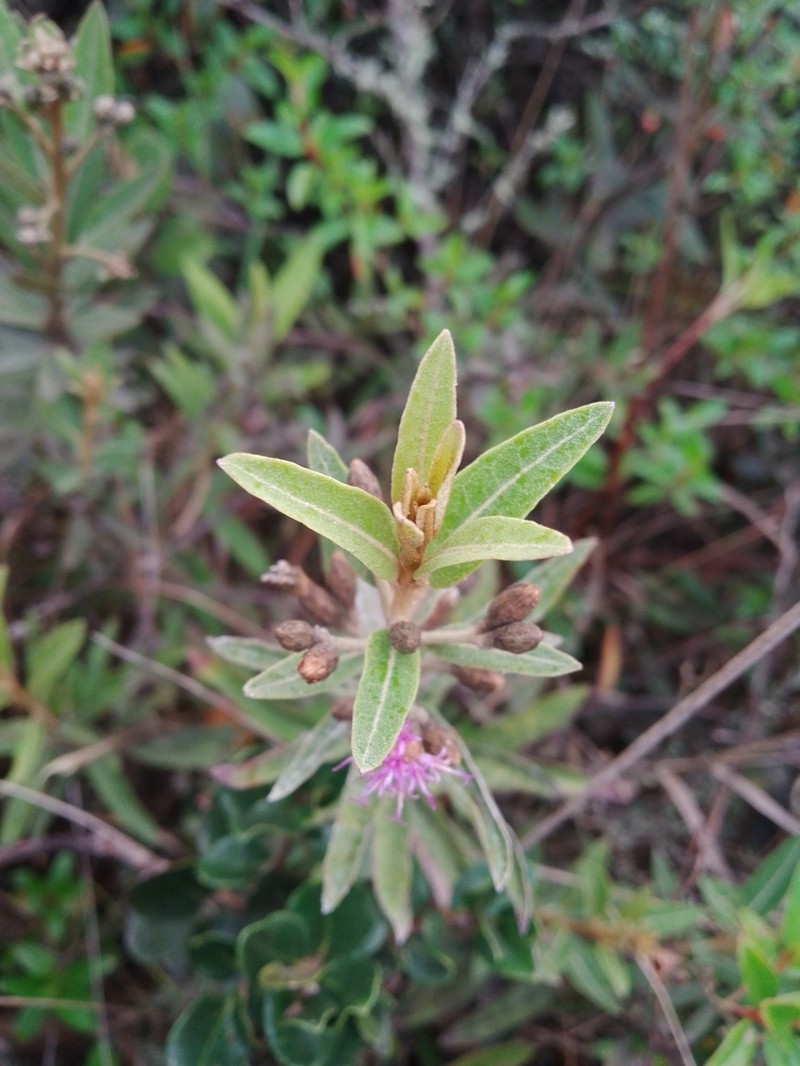 Lepidaploa karstenii photo 3