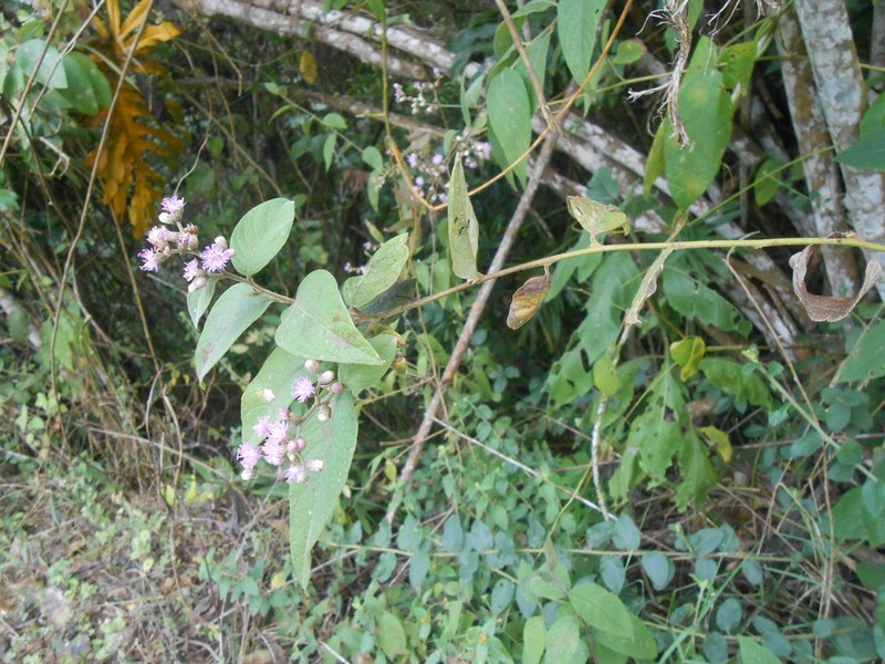 Lepidaploa lehmannii