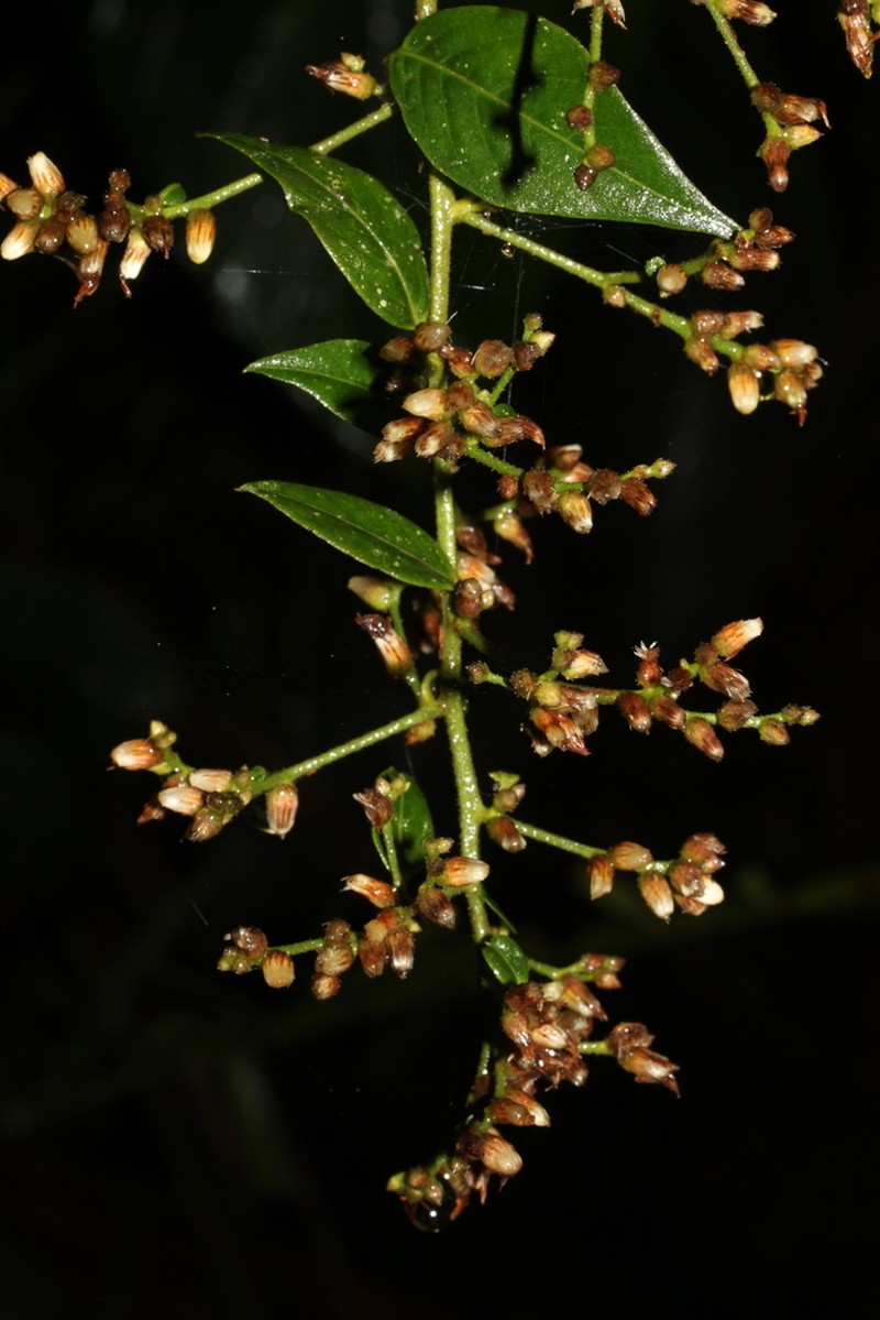 Lepidaploa lehmannii photo 2