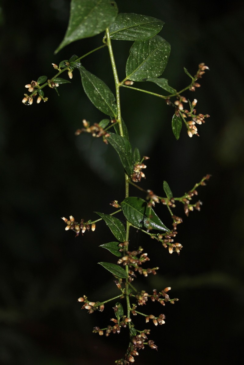 Lepidaploa lehmannii photo 3