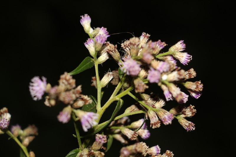Lepidaploa lehmannii photo 4