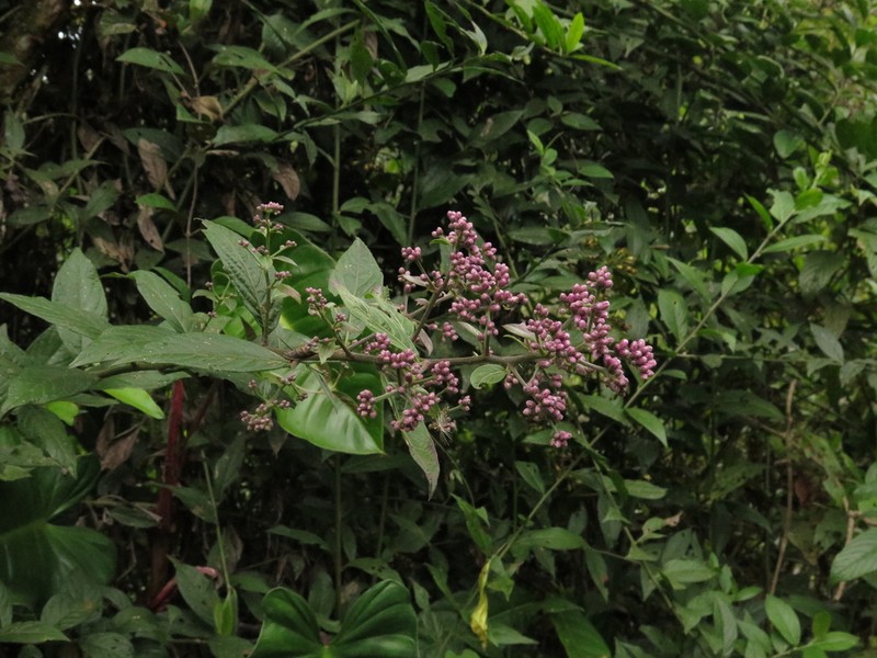 Lepidaploa lehmannii photo 5