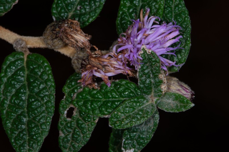 Lepidaploa leptoclada