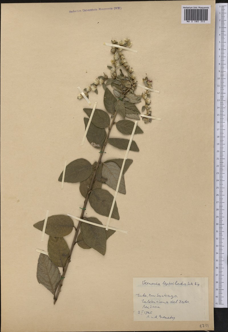 Lepidaploa leptoclada photo 2