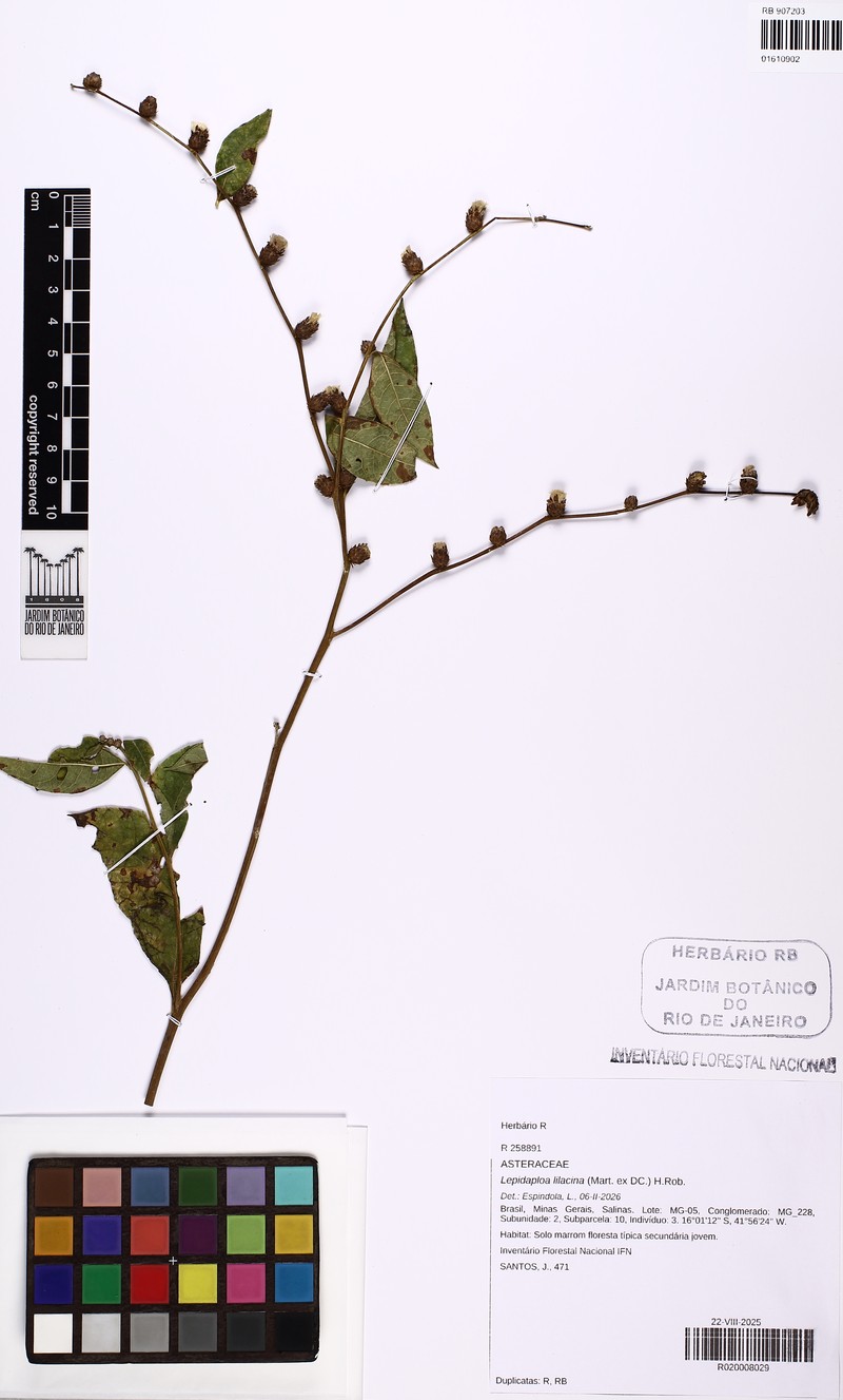 Lepidaploa lilacina