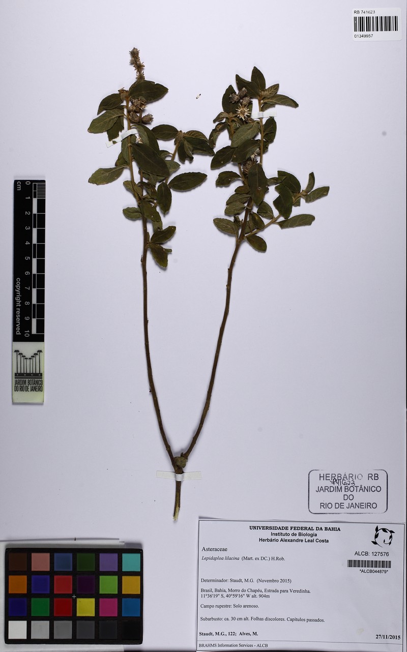 Lepidaploa lilacina photo 3