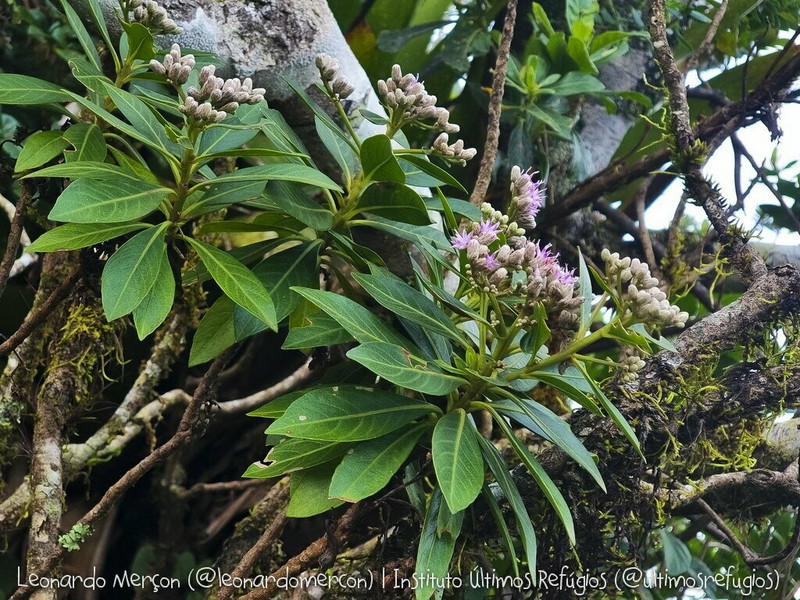 Lepidaploa macahensis