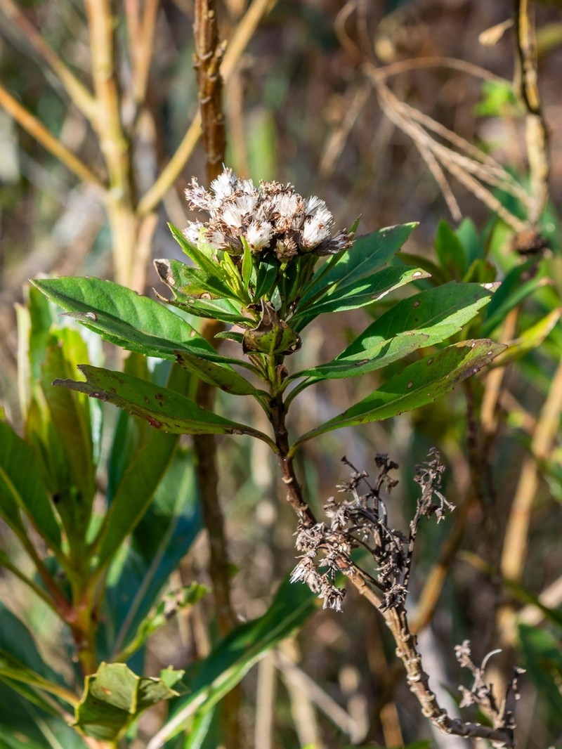 Lepidaploa macahensis photo 2