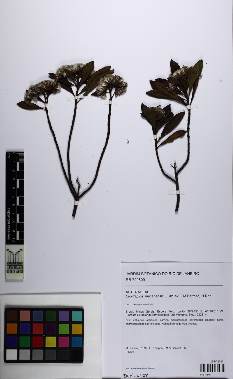Lepidaploa macahensis photo 3