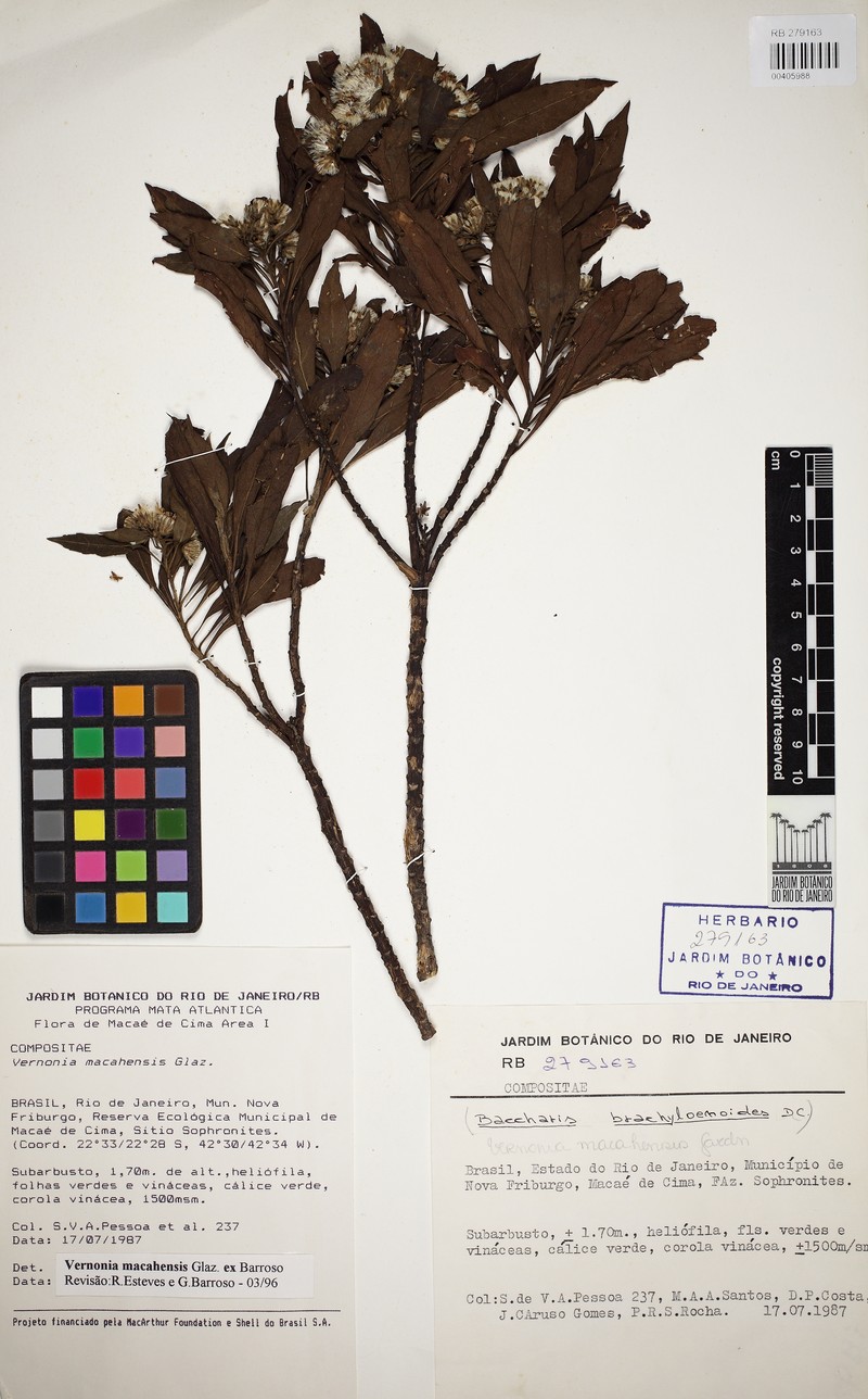 Lepidaploa macahensis photo 4