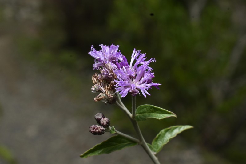Lepidaploa mapirensis photo 2