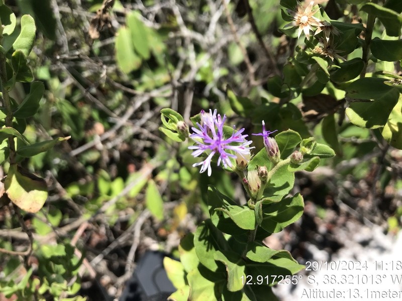 Lepidaploa mucronifolia