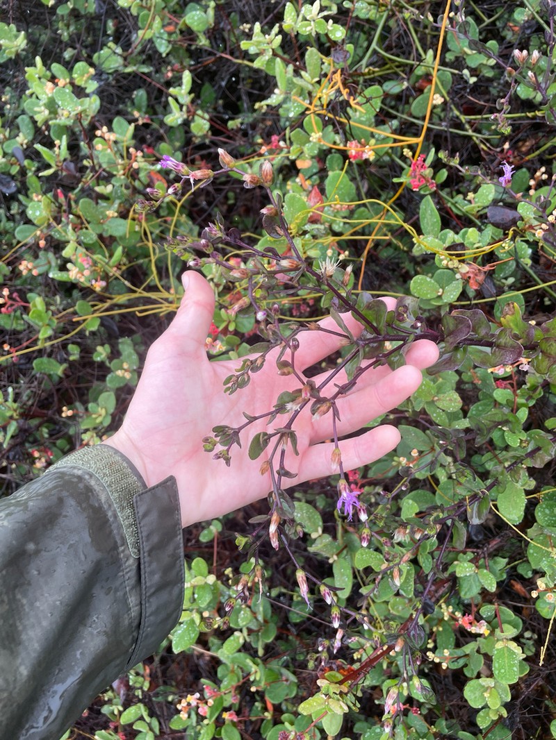 Lepidaploa mucronifolia photo 2