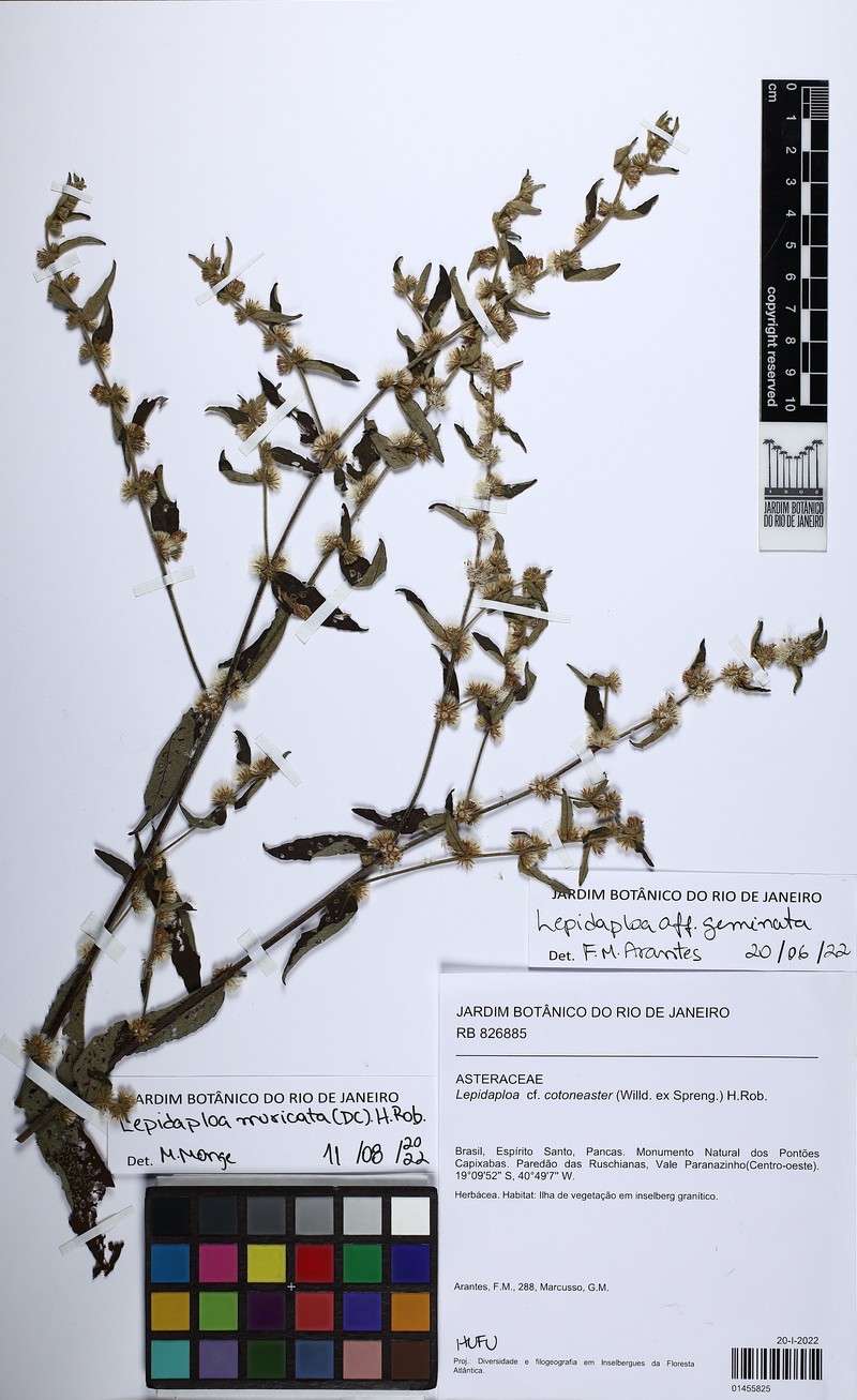 Lepidaploa muricata