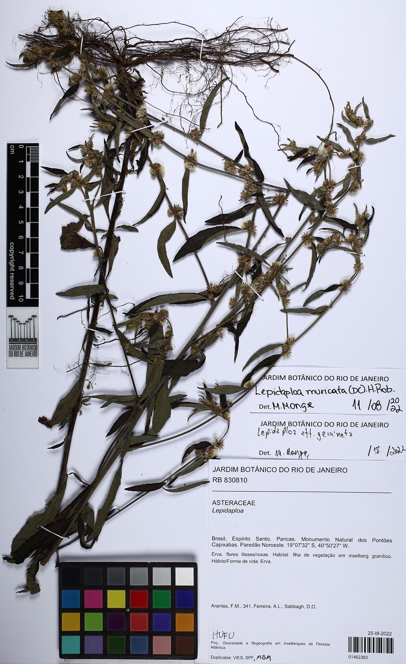 Lepidaploa muricata photo 2