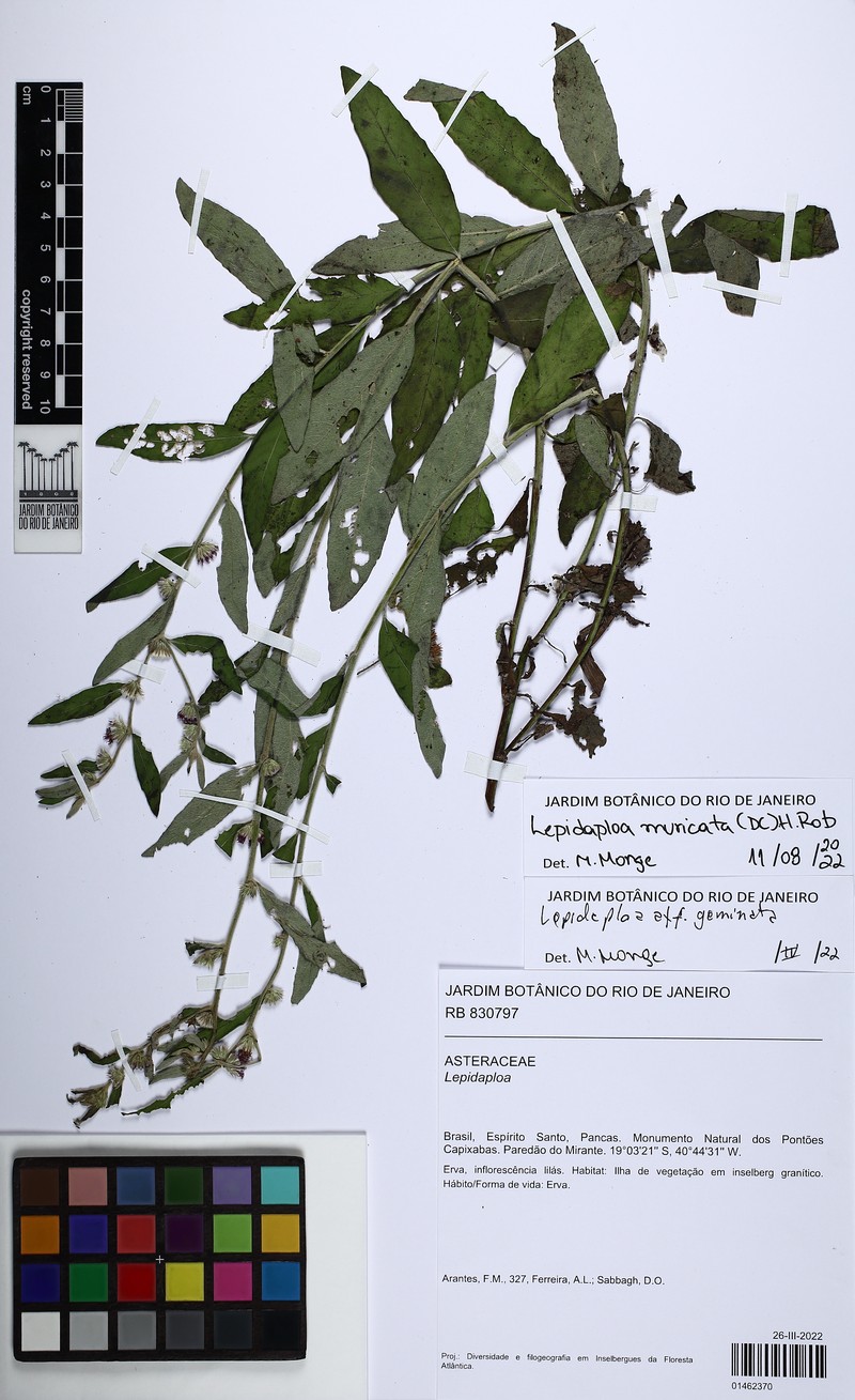 Lepidaploa muricata photo 3