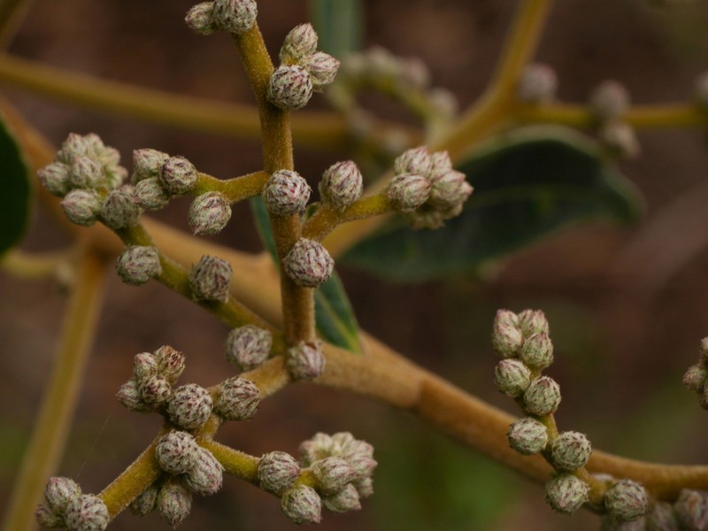 Lepidaploa myriocephala
