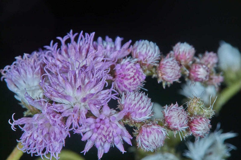 Lepidaploa myriocephala photo 2