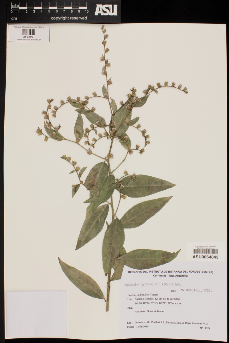 Lepidaploa myriocephala photo 4