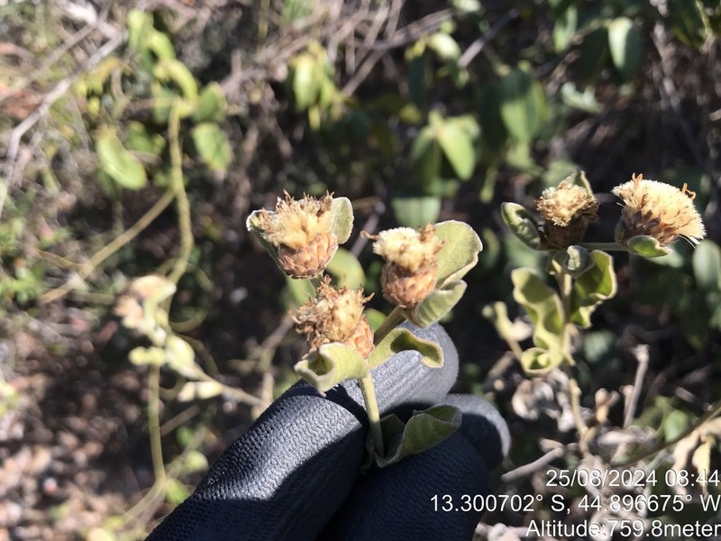 Lepidaploa nitens
