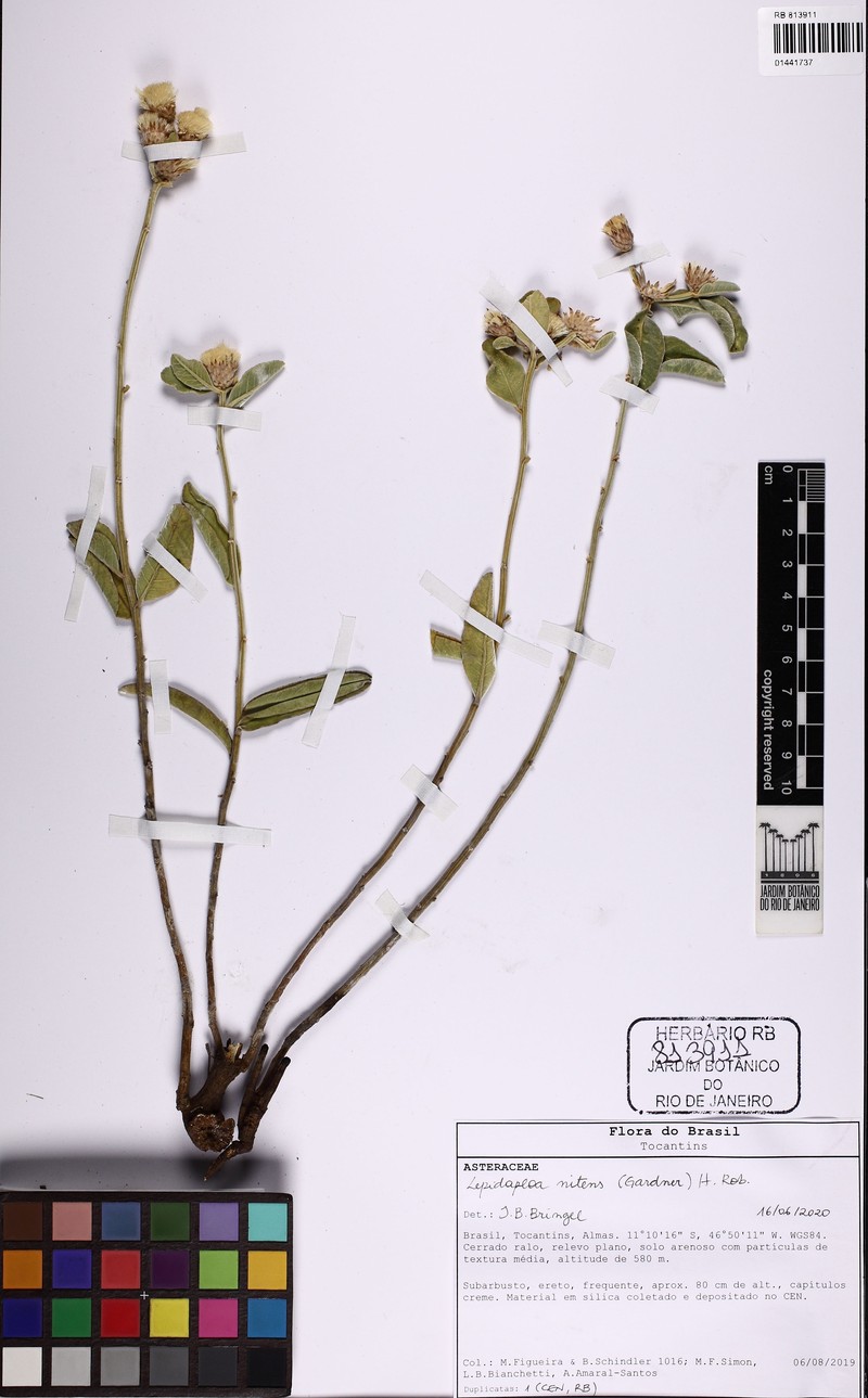 Lepidaploa nitens photo 2