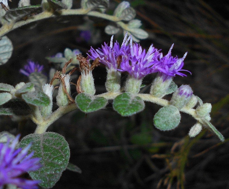 Lepidaploa orbicularis photo 3