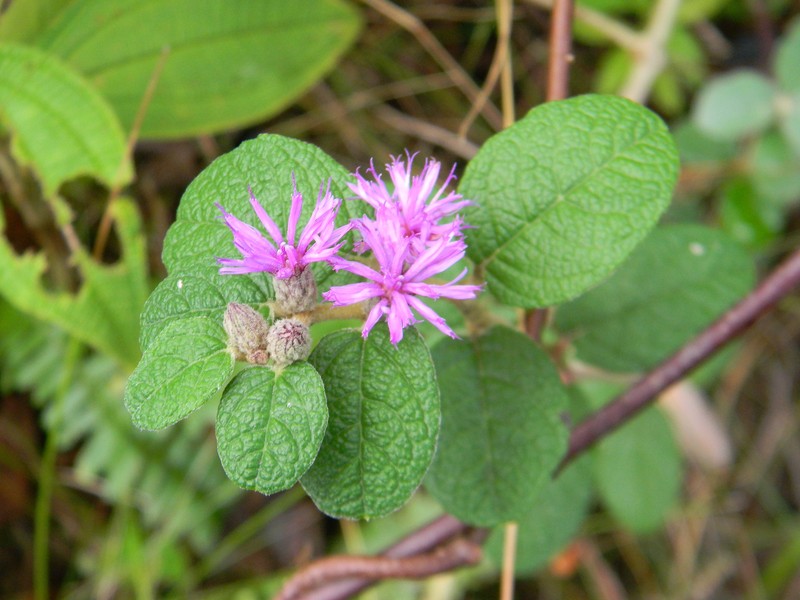Lepidaploa orbicularis photo 4