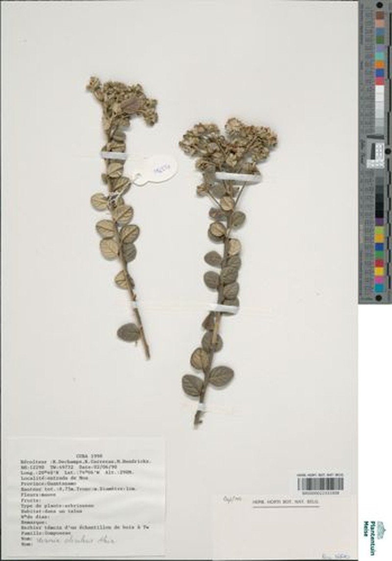 Lepidaploa orbicularis photo 5