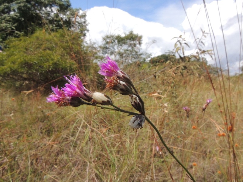 Lepidaploa paraensis