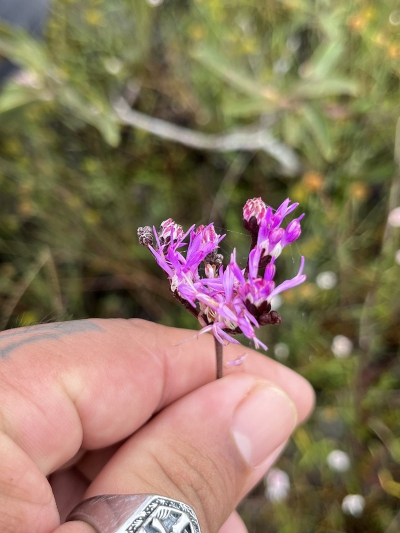 Lepidaploa paraensis photo 2