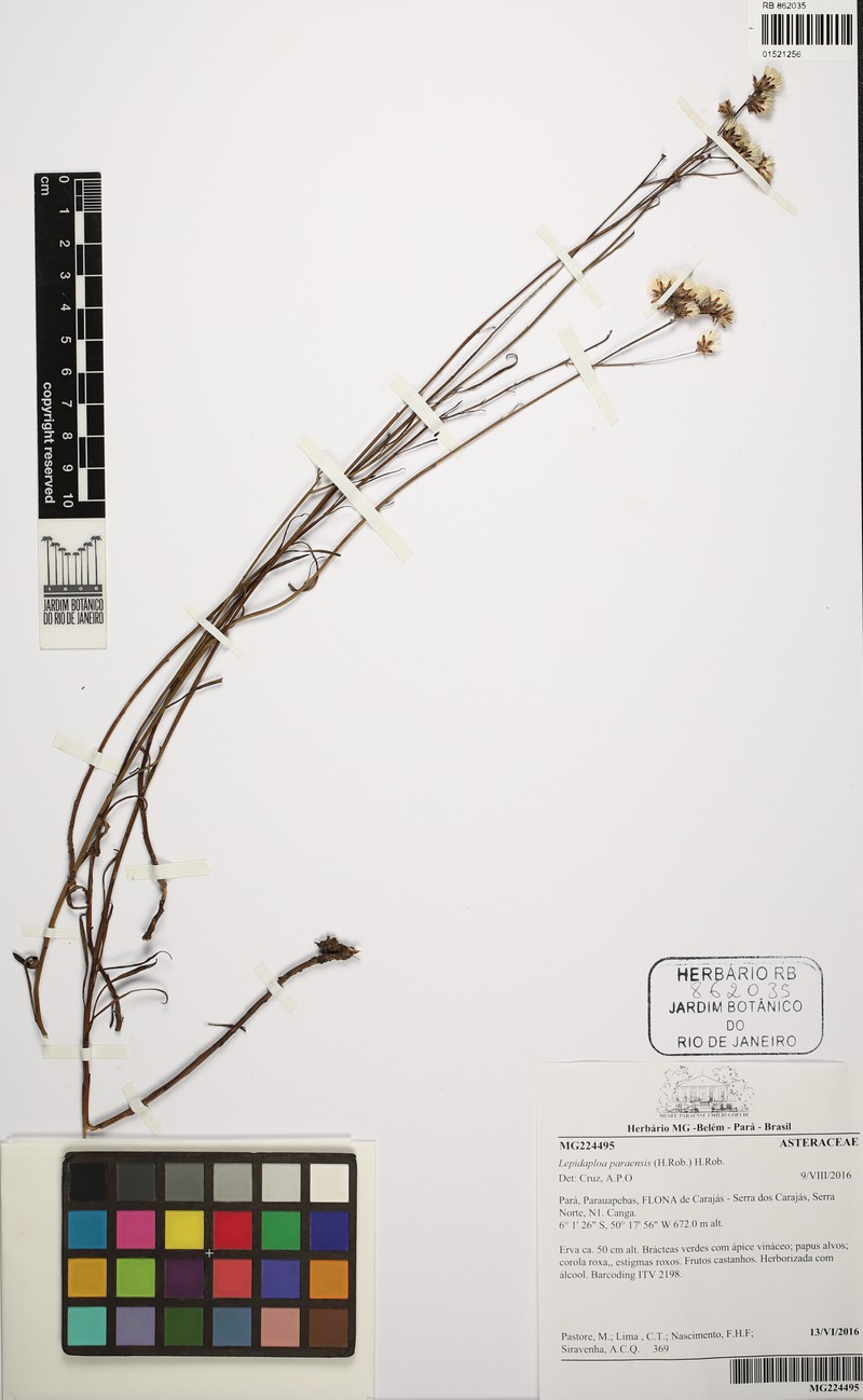 Lepidaploa paraensis photo 3