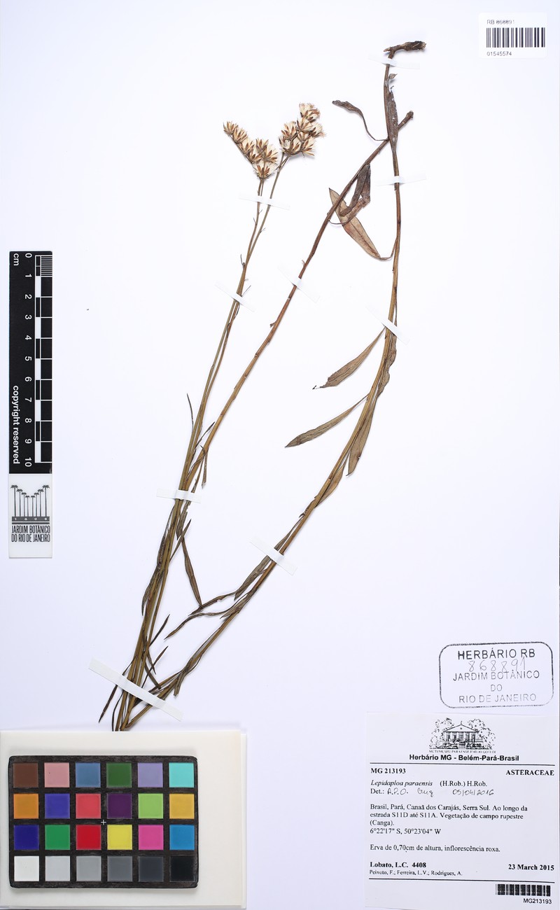 Lepidaploa paraensis photo 4