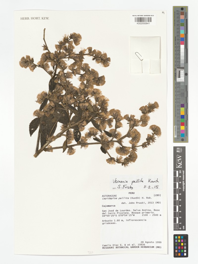 Lepidaploa pellita