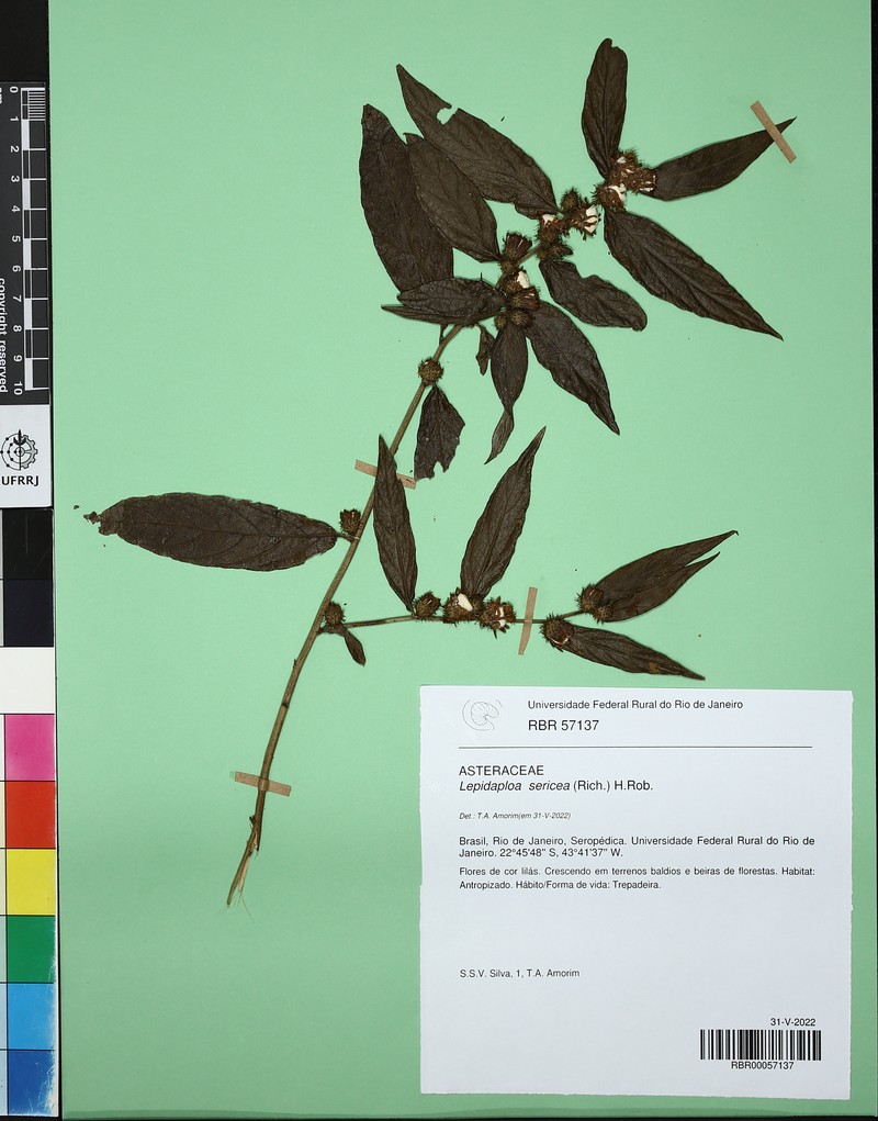 Lepidaploa persicifolia