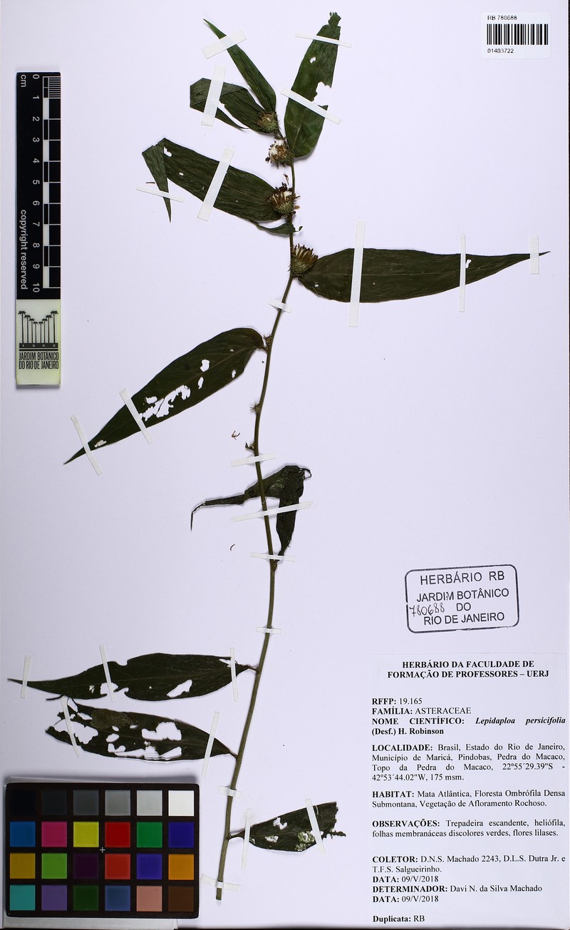Lepidaploa persicifolia photo 2