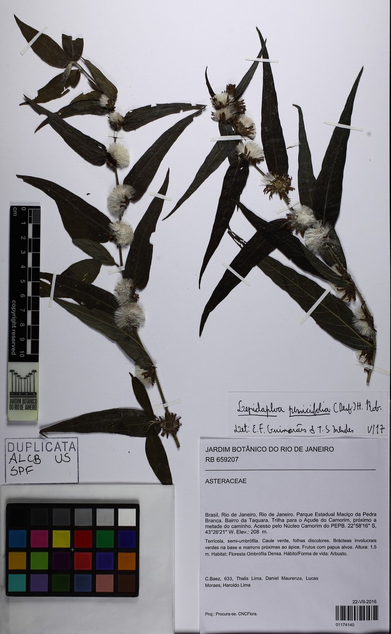 Lepidaploa persicifolia photo 3