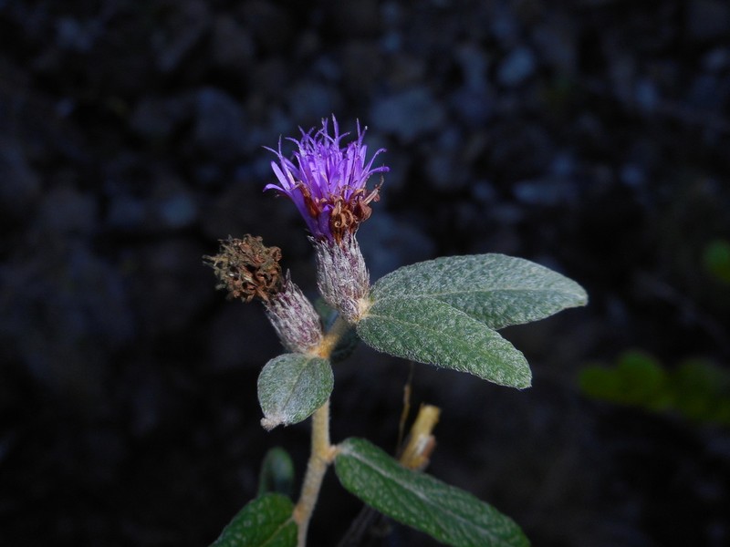 Lepidaploa pineticola photo 2