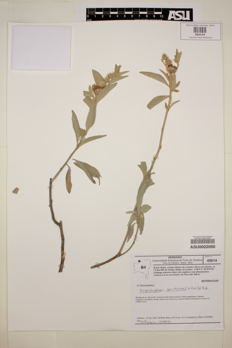 Lepidaploa pinheiroi