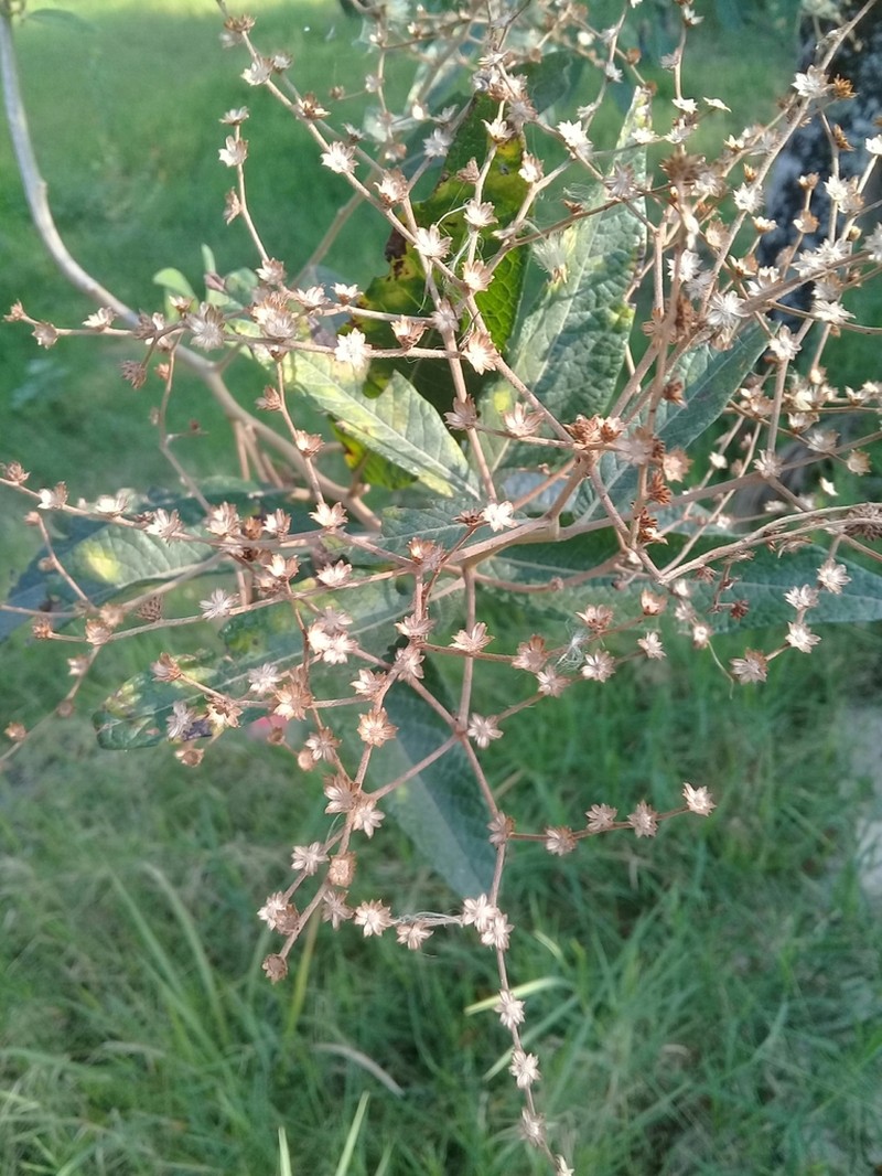 Lepidaploa polypleura photo 2