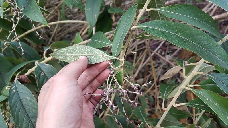 Lepidaploa polypleura photo 4