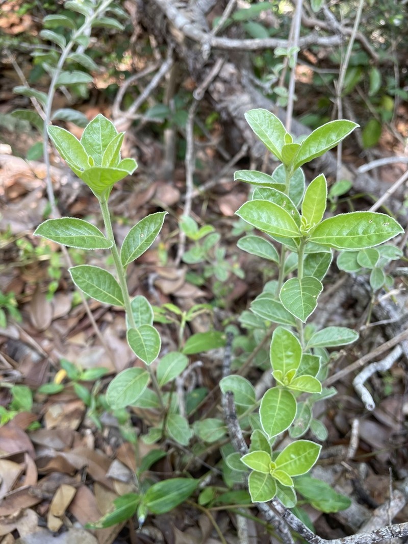 Lepidaploa proctorii