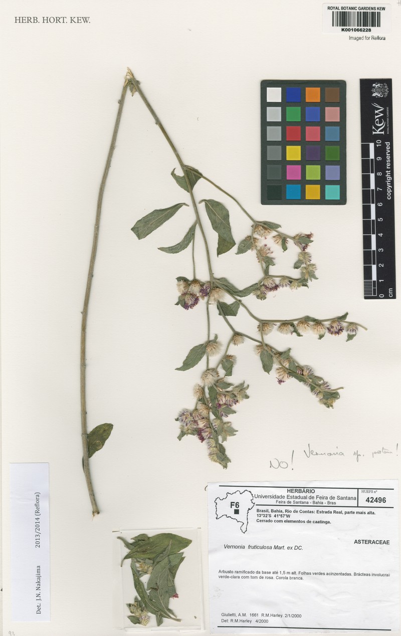 Lepidaploa pseudaurea