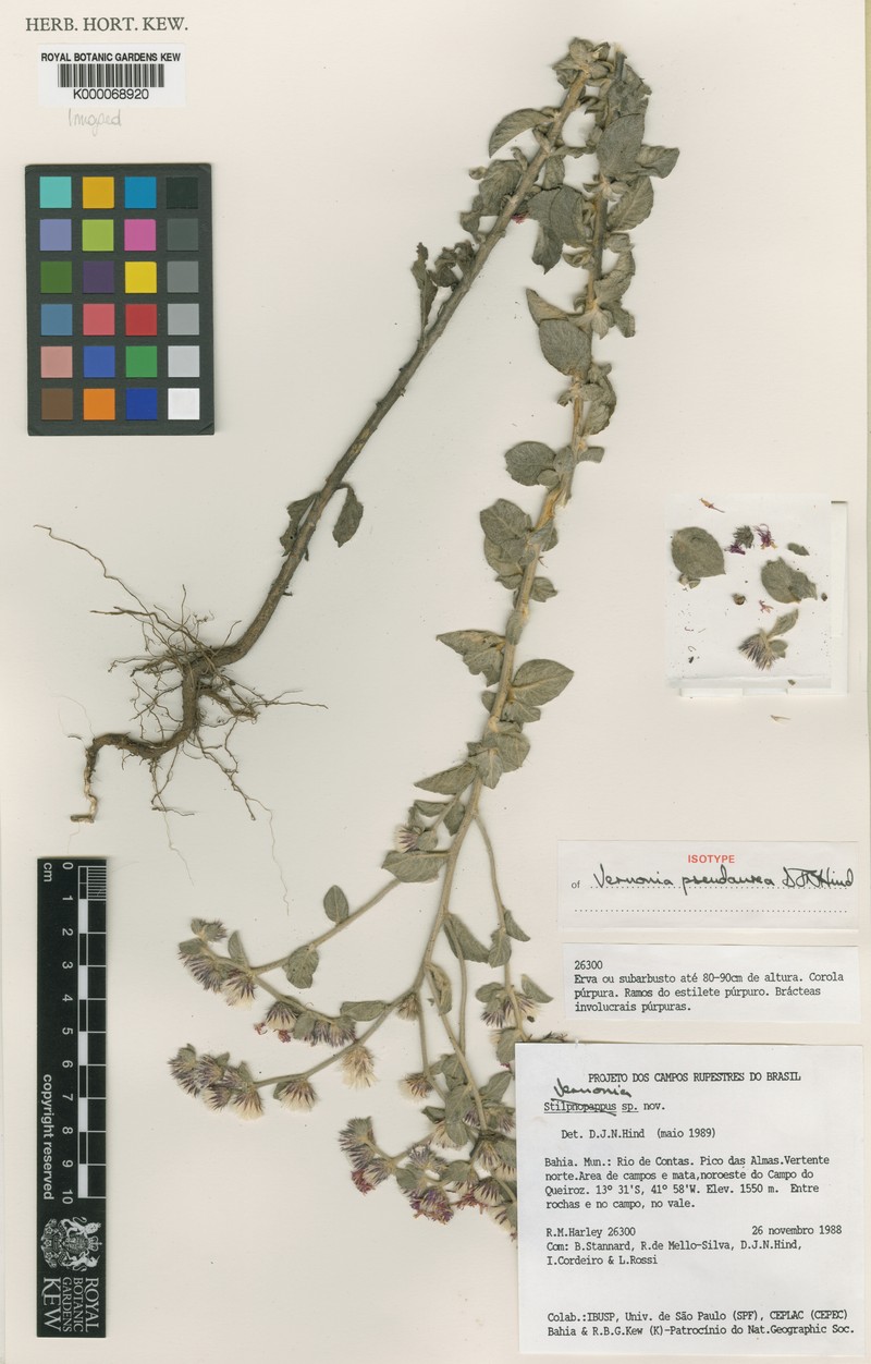 Lepidaploa pseudaurea photo 2